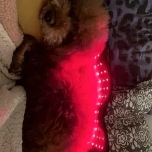 Pet Comfort Red Light Wrap
