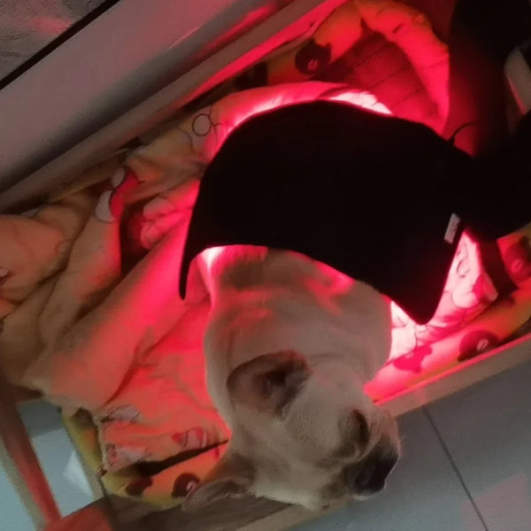 Pet Comfort Red Light Wrap
